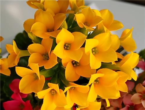  方法|养长寿花，2个方法催催花，花开一簇簇，好看又喜庆