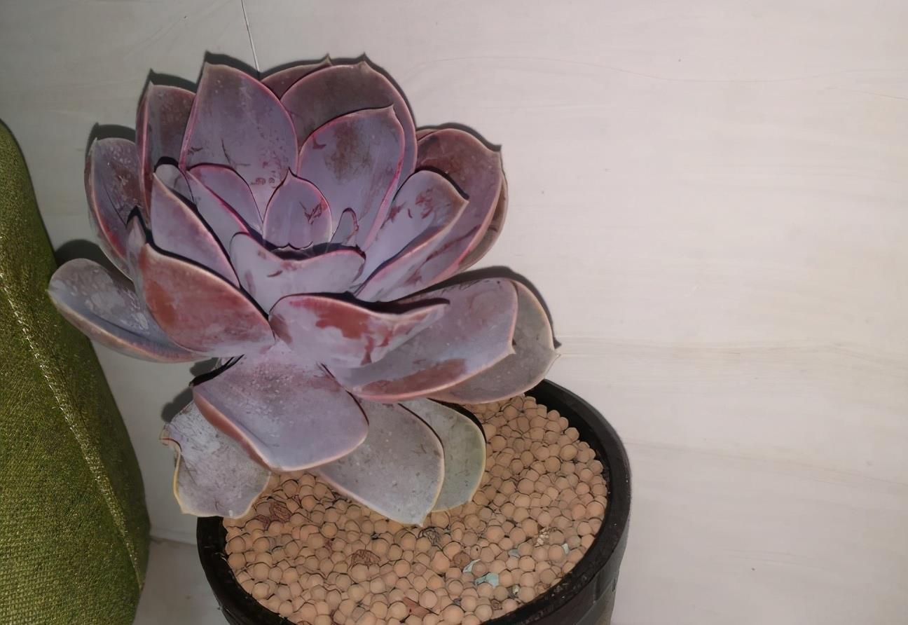 阳台上|多注意这3点,盆栽多肉紫珍珠,夏季茎叶根不化水腐烂