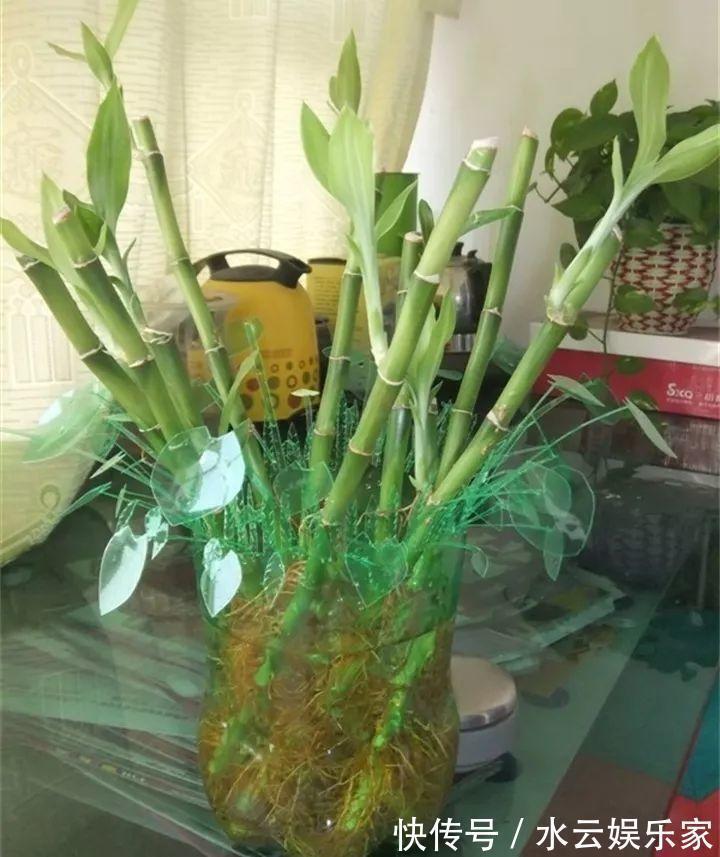 雪碧瓶别丢了,剪个口子拿来养花,一点不比买得花盆差!