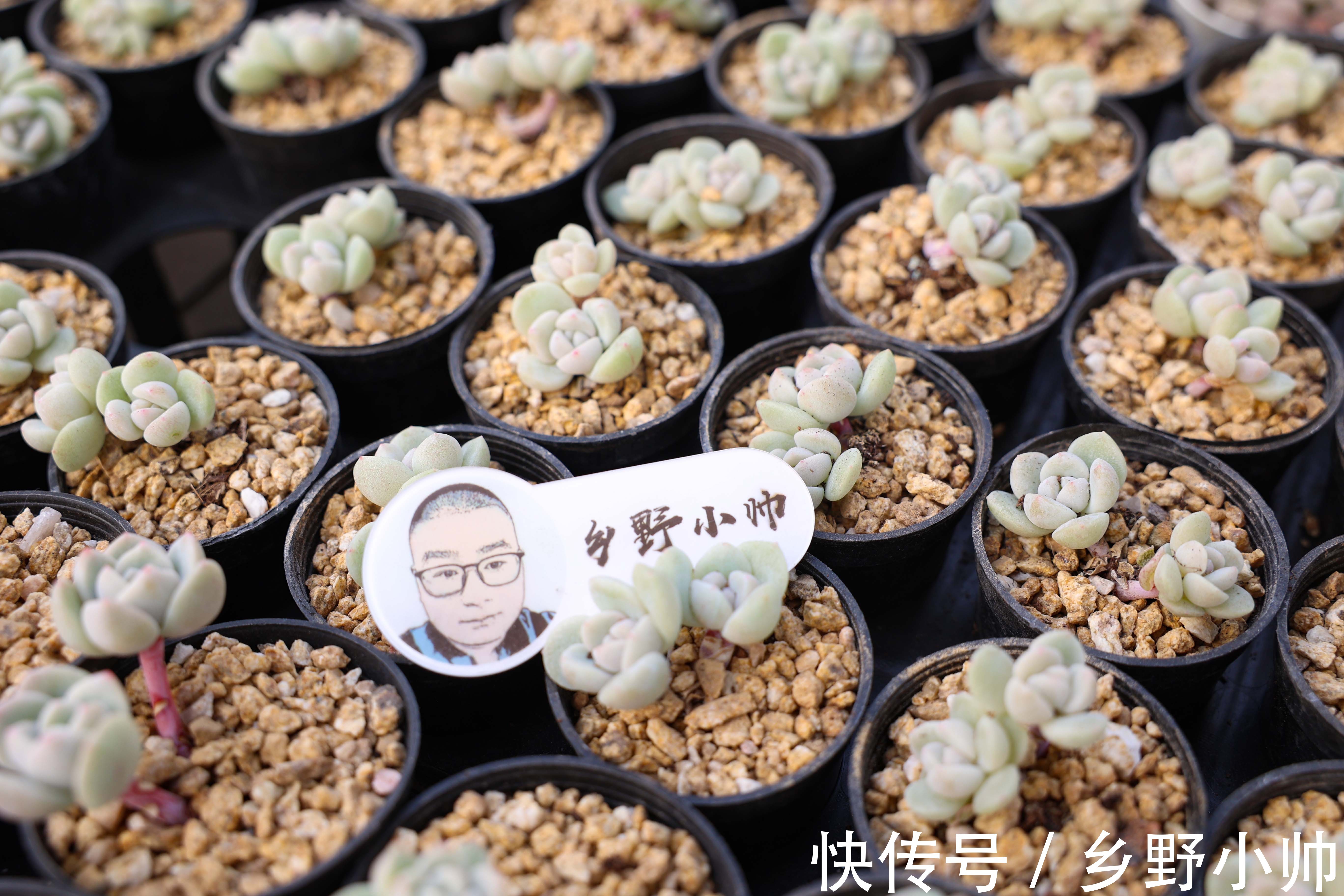 光照|多肉生长缓慢养不好?修好根系做好管理, 养肉其实很简单