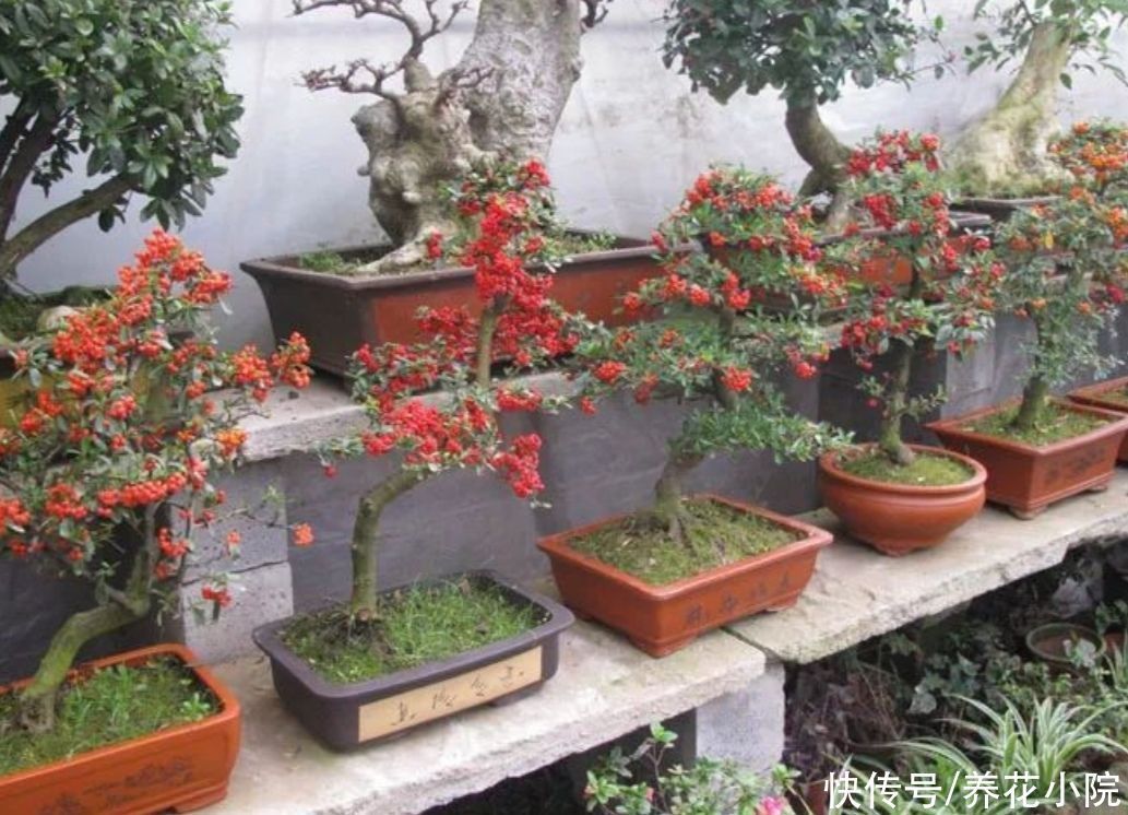 盆景不用买,5种常见的树,做成盆景漂亮又美观