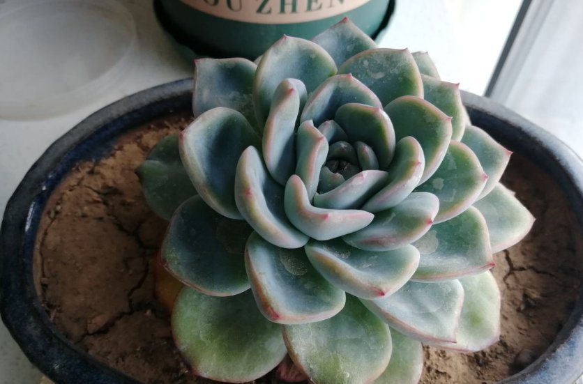花花|好好的多肉突然掉叶子?3个护叶小细节,助你的多肉安稳度过夏天