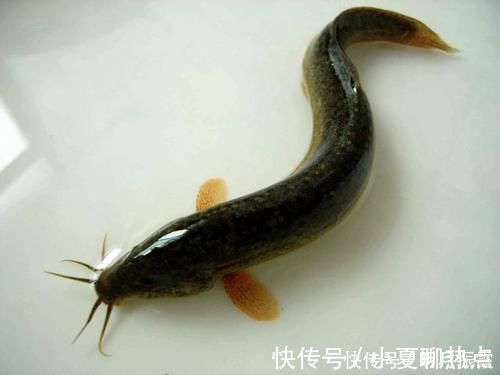 泥鳅钓鱼,这才是真正一天百十斤的疯狂钓法
