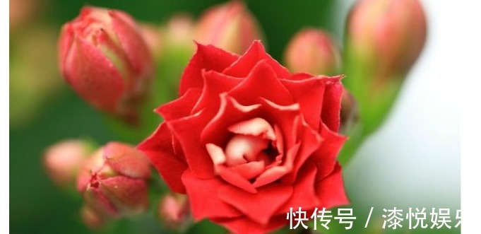 花盆|以下养的长寿花,开花又美又多,每年都有花赏,值得一试