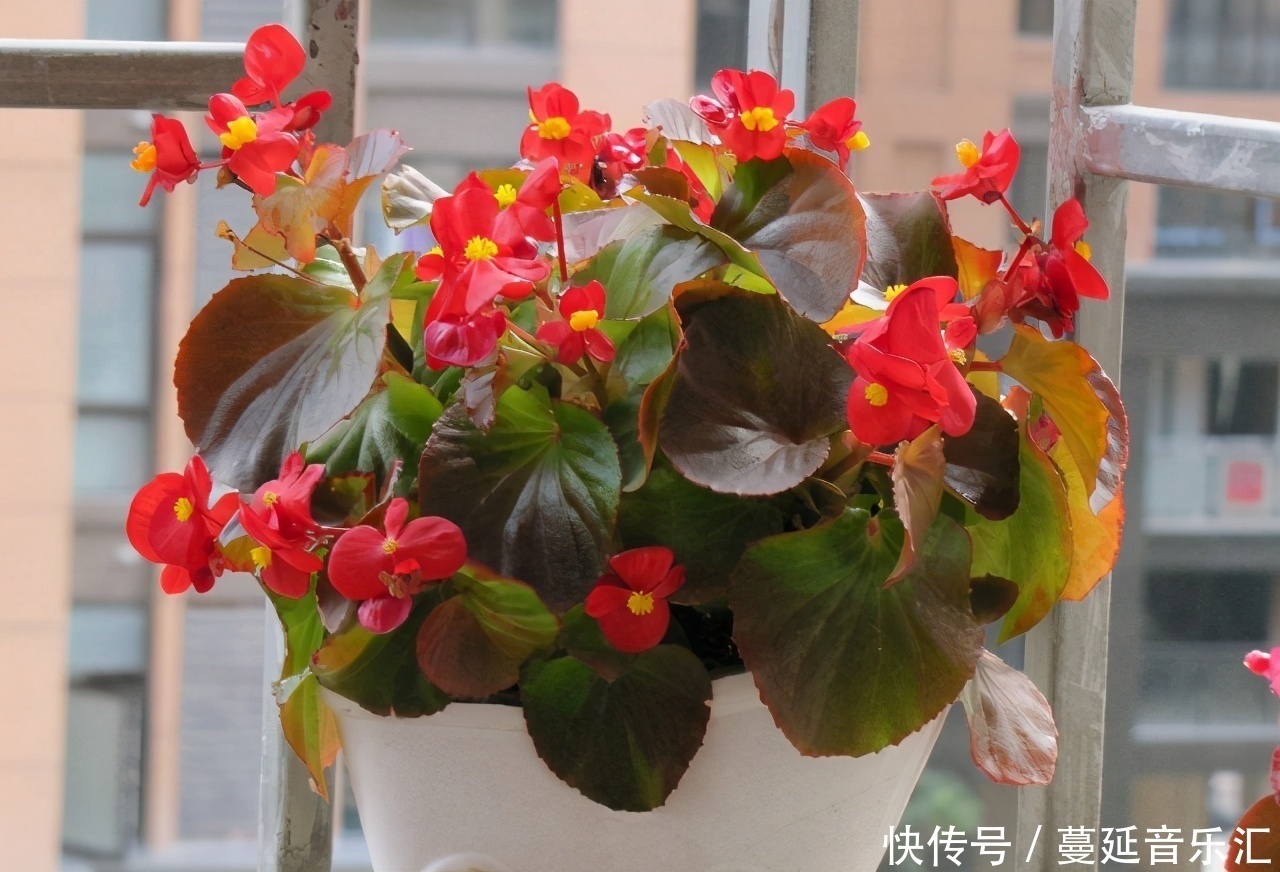 植物|3款花期长、开花就爆盆的植物,适合居家盆栽,好养又漂亮