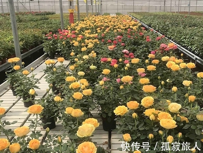 盆栽小玫瑰到手一天就蔫了,怎么破,做好4点安心看花