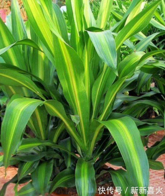 3种旺运花,吉祥添富贵,镇宅又旺财,净化空气助睡眠!