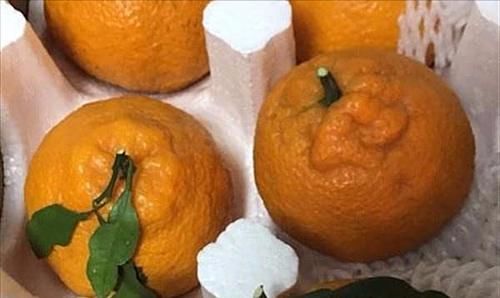 春季养生常吃几种食物，排毒养颜，抗衰老，有益健康