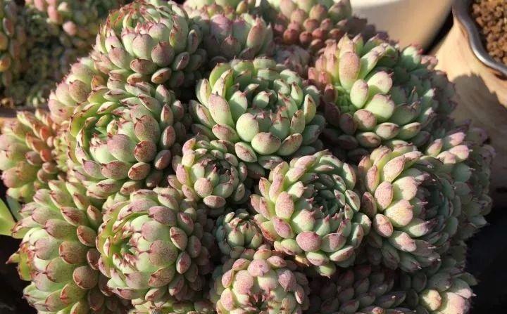 多肉植物肥美的秘诀只有一个