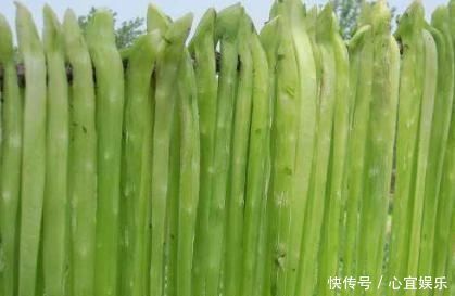 它长得像莴笋,刚摘下来没人吃,晒干后远销到海外,一斤卖到60元