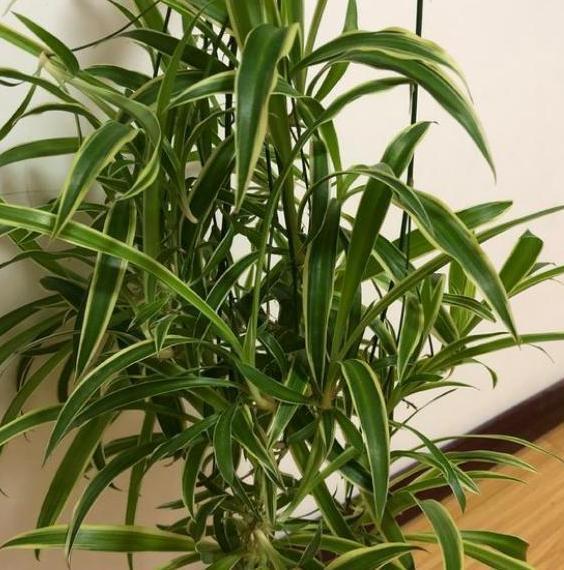 这3款植物买一盆就够了!用茎叶扦插,教你轻松铺满整个阳台