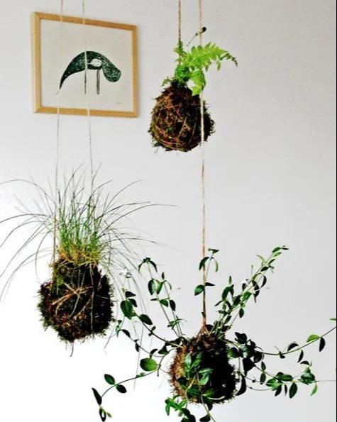 室内绿植种花不用盆，揉一个小球吊起来就让家里美翻