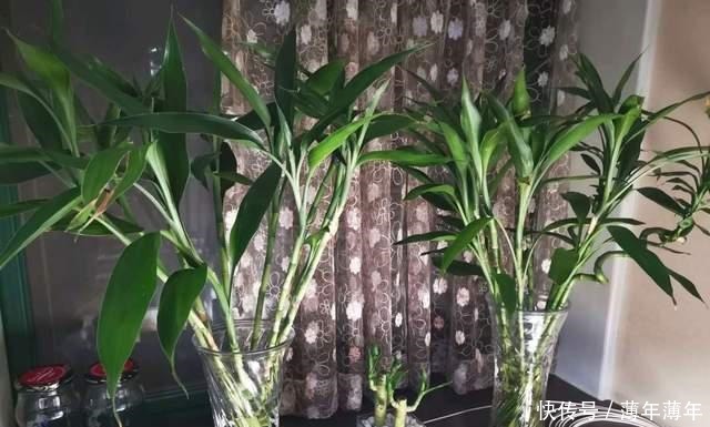 这三种花,好看好养,又旺财旺运,家里放多少盆都不嫌多!