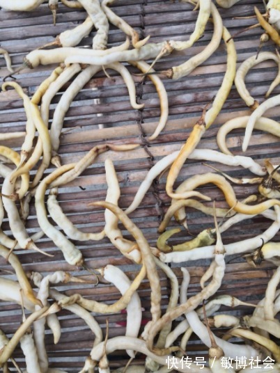 炖肉|这菜当下要多吃,一次买5斤,晒干之后保存起来,用来炖肉特别香