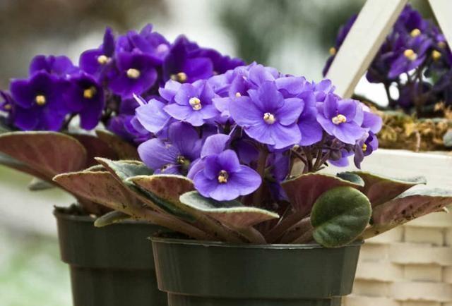 盆栽非洲堇，好养易爆盆，一年四季花开不断！