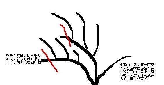 它的枝条,沾上水土就生根,漂亮好养味道香,关键花期长,花量大!