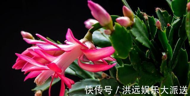养分|用这种“土”养蟹爪兰，不花钱，养分足，叶片肥厚，开花棒！
