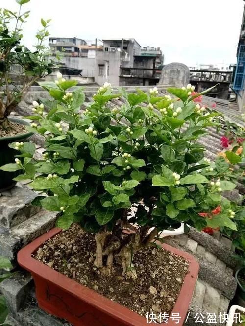 新芽|冬天3种花要饿着养,水肥多了反而烂根,别帮了倒忙!