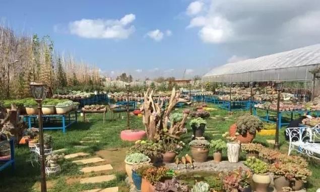 平淡|养肉人的梦想:建一座真正的多肉花园,把平淡的日子过成诗!