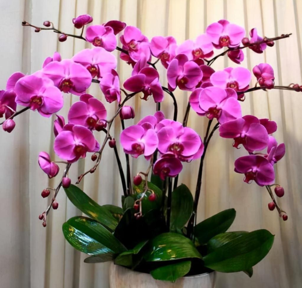 农历九月十八霜降后，养什么花？家里养3种花，福寿安康笑口常开