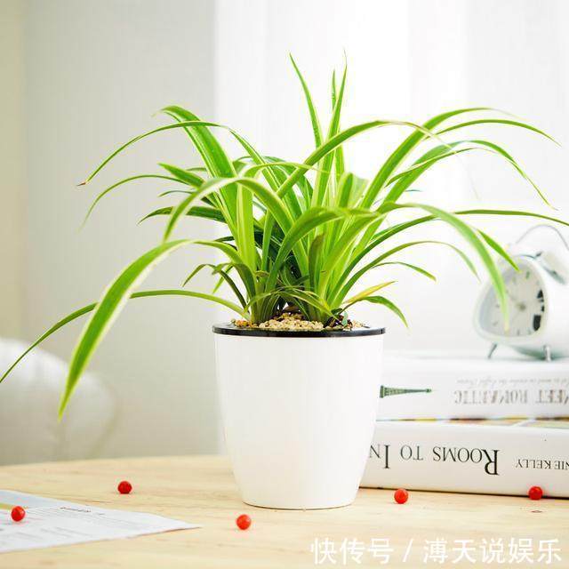 别乱养花，要养就养它，“镇宅辟邪”旺财、养人，有钱人都在养