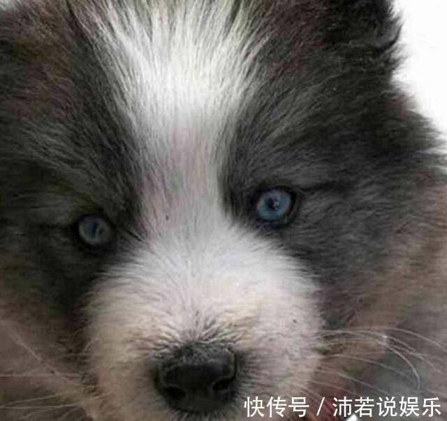 |搞笑外国人:冰薯条VS热薯片,哪个会是你喜欢的