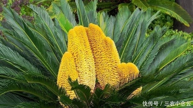 说话|俗语: “铁树开花哑巴说话;竹子开花马上搬家”, 真有这么玄乎?