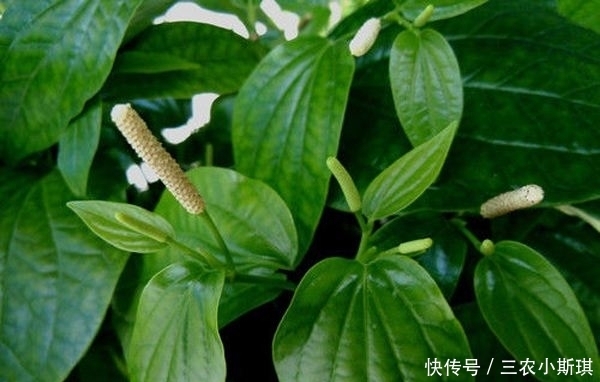 农村一种“神奇”植物,可以使肉变香,用它的叶子煮饭是一绝