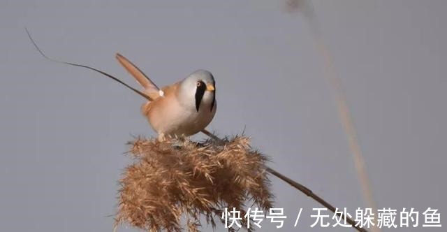 胡须$文须雀每年都来宛平湖越冬!