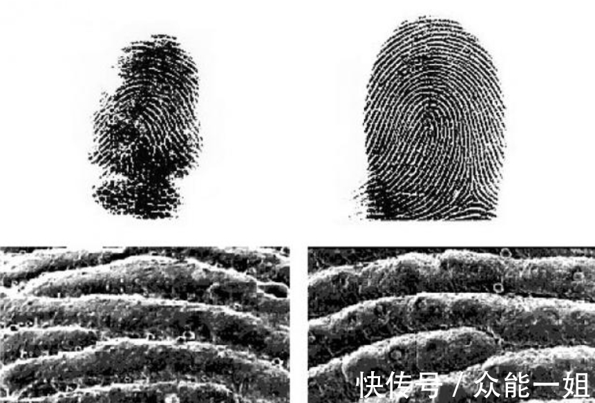 考拉|完全冻结的木蛙，与人类指纹几乎相同的考拉，你不知道的生物知识