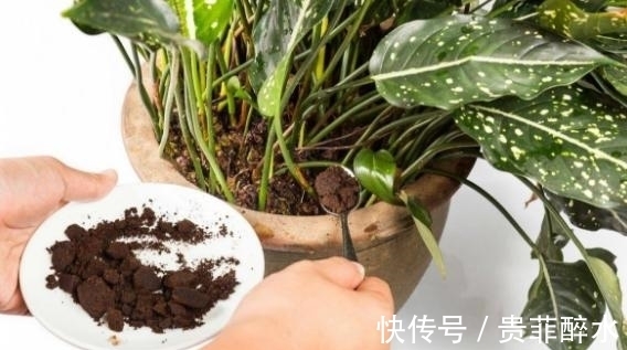 买肥料不如自制,牢记这几招,养花才不会再出问题