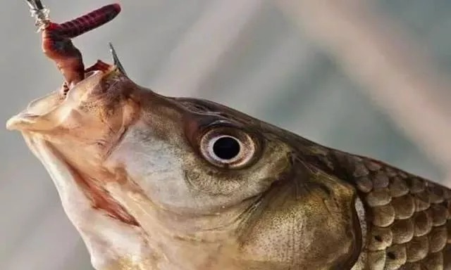 野钓鲫鱼用几号鱼钩合适？原来很多钓友都用错了，难怪“空军”