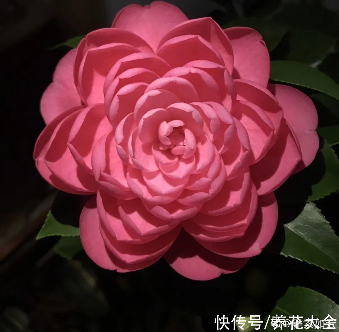 株形|7月必剪花,要抓紧时间,不然剪晚了不开花