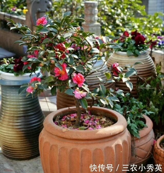 秋季|茶花进入秋季后养护管理很重要, 直接影响到开花质量
