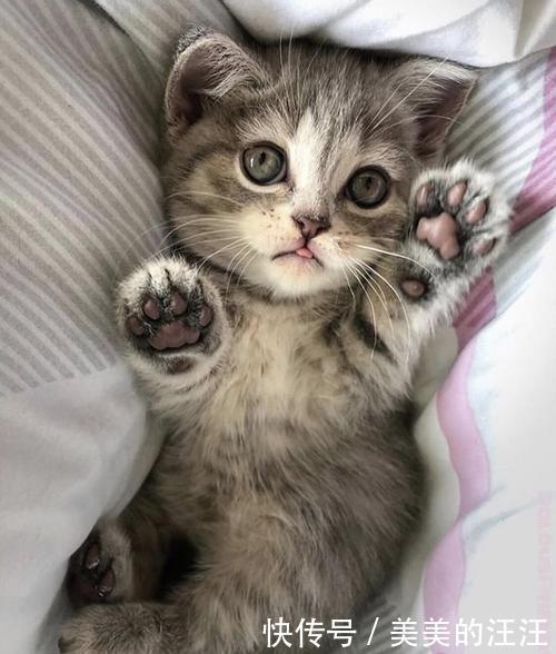 猫咪的肉垫多一块肉 猫咪的肉垫多一块肉