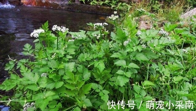 食用期长达5个月,却少有人去摘,如今正当季,炒腊肉是一绝!