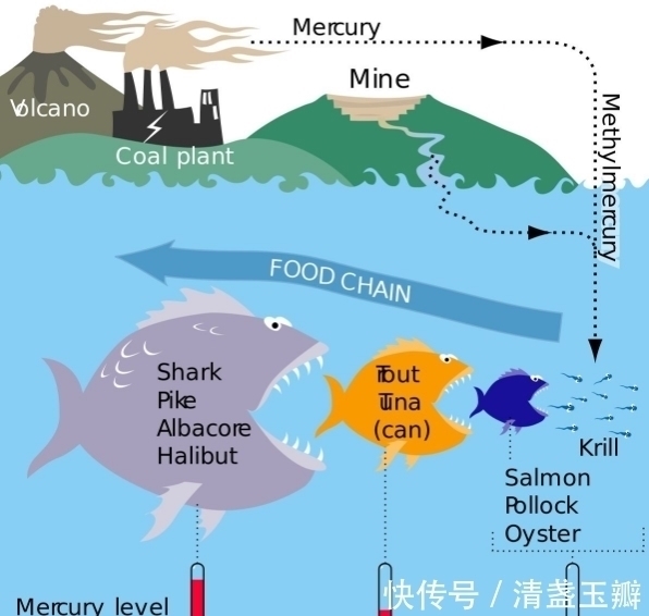 体温计|为什么要禁止水银体温计的生产,看完才知道它有多毒!