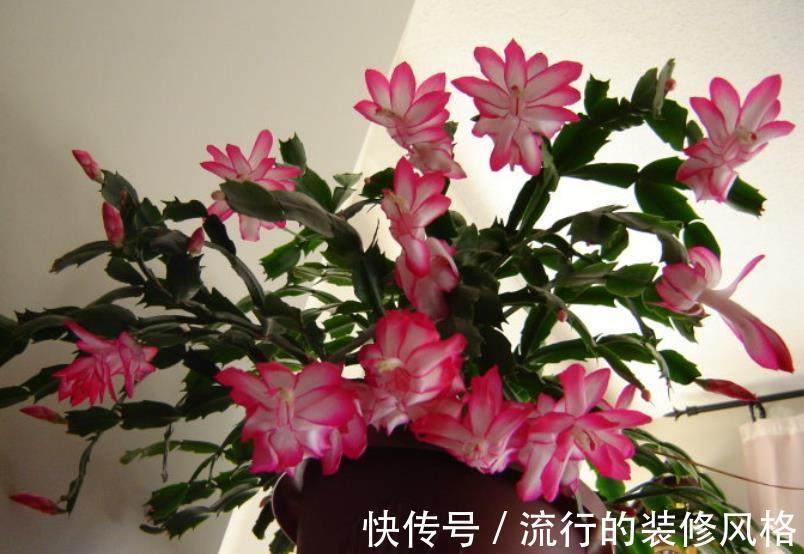 10月养蟹爪兰，了解掌握4个要点，叶片肥厚长势好，40天绽放群花