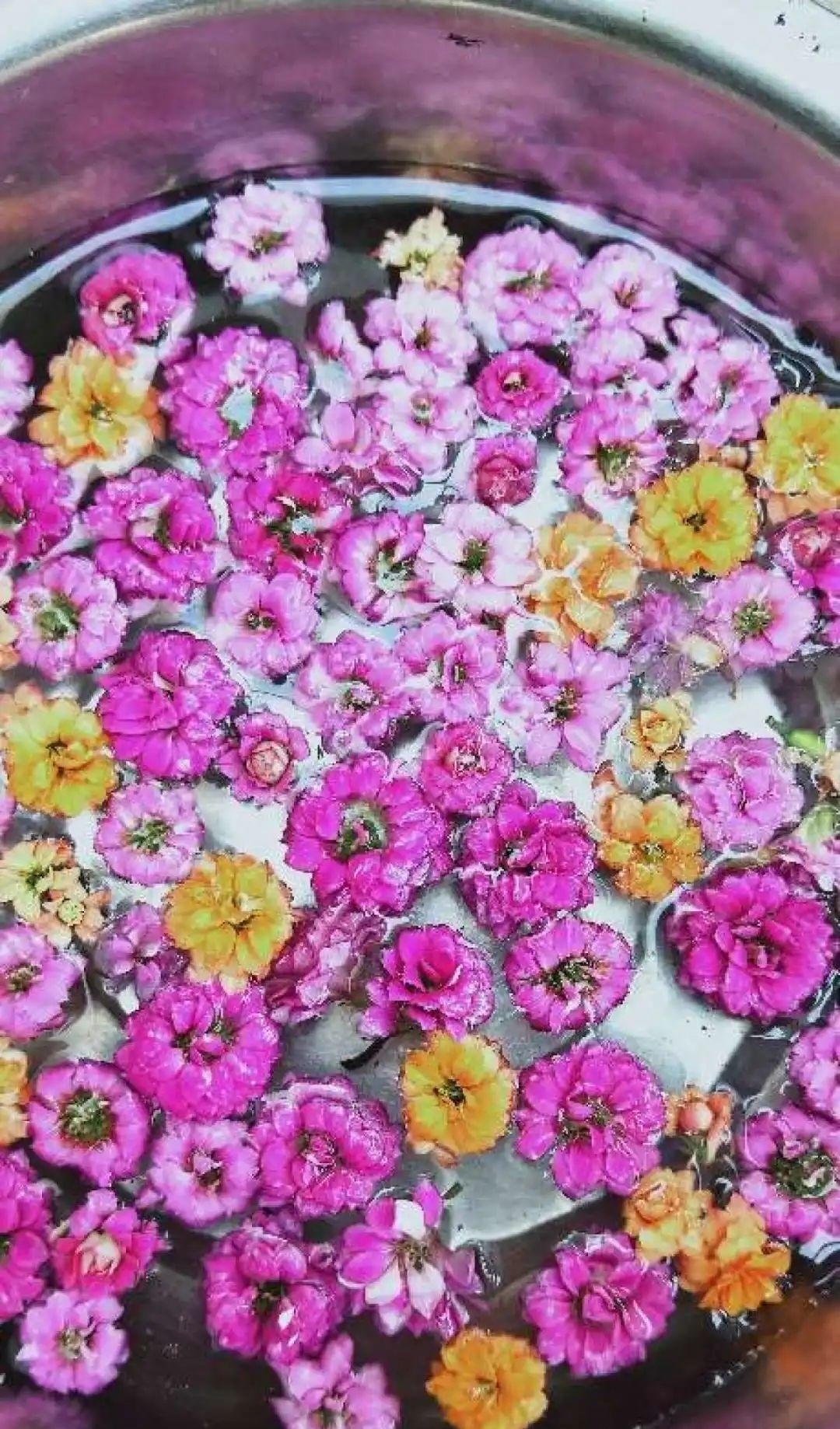 8种花夏天太容易死,现在赶紧扦插,死了也不心疼