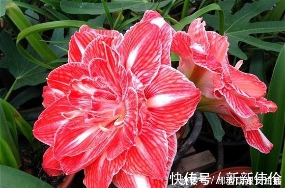 花肥|一种很容易养的花,养了2个月就开花,花朵比汤碗还大,美翻了!