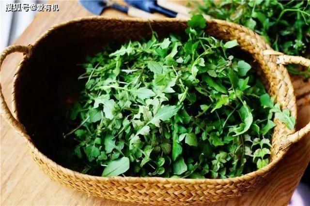 野菜|这种野菜馅的包子,比韭菜馅肉包还好吃,春天一吃就上瘾