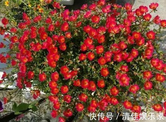 花卉|夏季养花,首选这些不怕晒,不怕旱的花卉,养着省心、看着养眼