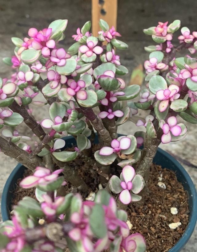 变异的雅乐|金枝玉叶药锦,变成“雅乐之舞”,学会分辨真假,以防吃亏