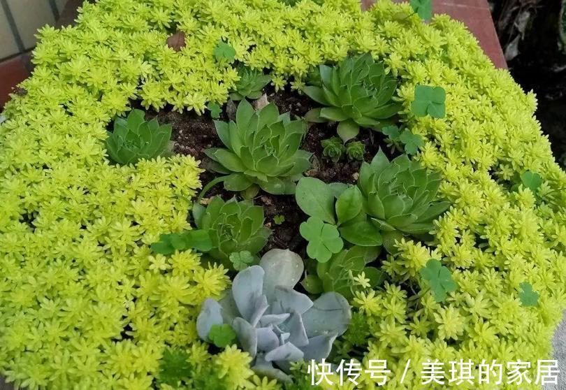 花友们|看似是草,实际是多肉,薄雪万年草,养殖抓住4个细节长得漂亮
