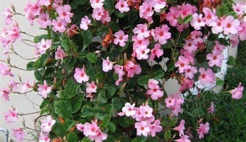 5种漂亮花,阳台养一盆,四季有花赏,新手也会养!