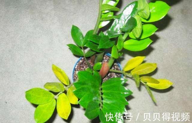 冬季金钱树黄叶不知道怎么办，试试这些办法，保准绿的流油