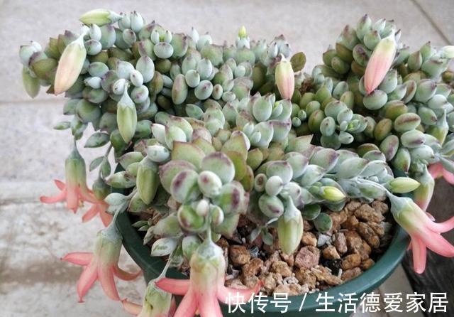 花友|达摩福娘,有香味的多肉中最好养的品种,爱爆盆可以当成吊兰养