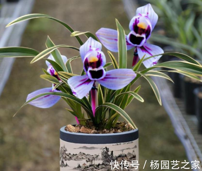 被誉为是香花之王的紫月荷，花色高贵，兰香醇正，适合新手