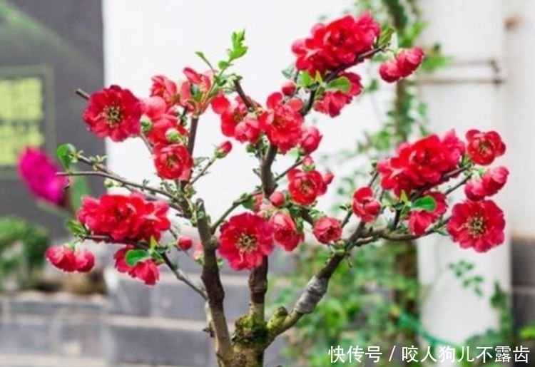 4种花是花中劳模,一年四季开花不断,养家里1盆,开花富贵