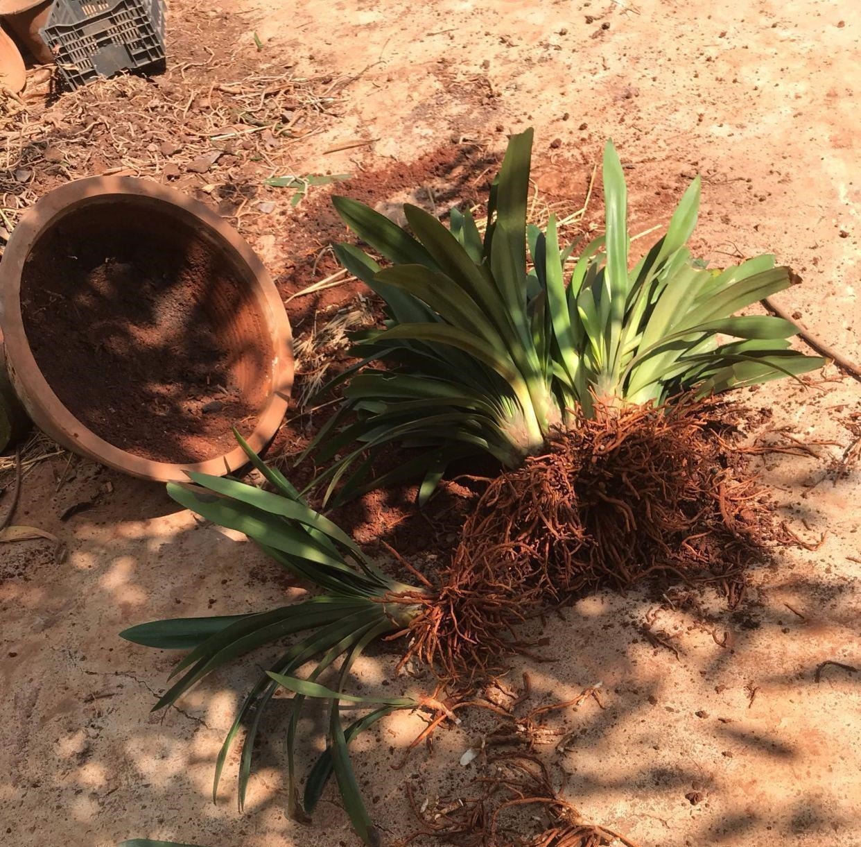 白霜|花盆中一旦发现“它”,别犹豫抓紧翻盆换土,否则花儿活不长久